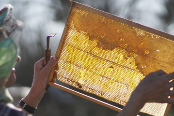 a beekeeper holds a wax frame