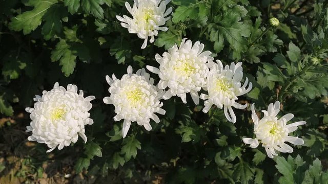 Bunch of blooming white chrysanthemum flower(Chandramallika in Bangla) with buds in a garden with green leaves on background.