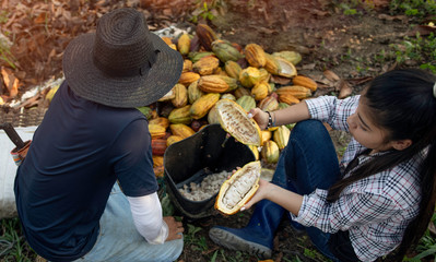 Family shelling cocoa in harvest