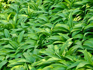 Fototapeta premium Edible field of wild garlic plants