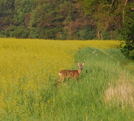 Naklejka premium Rehwildjagd 