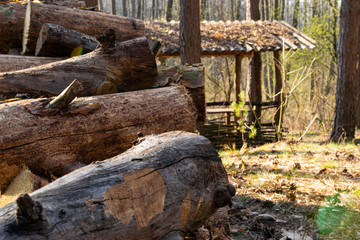 old log cabin in forest