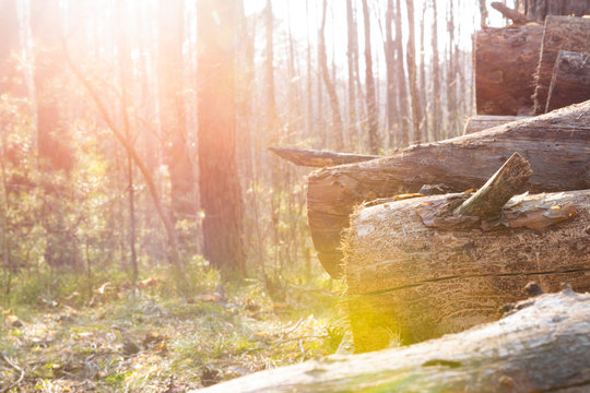 pile of logs under sunshine