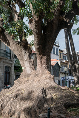 PORTUGAL MADEIRA FUNCHAL JARDIM MUNICIPAL