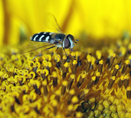wild fly on a sunflower