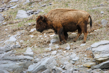 Full Body portrait of a single American Bison in Yellowstone National Park