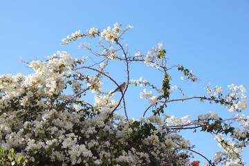 Small wild dove sits on a branch with beautiful white flowers. Clear blue sky is behind. Beautiful natural background. Photo wallpaper