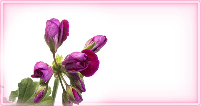 Blooming of beautiful geranium flowers on a white background, close-up. With place for text or image. 4К. Holiday, love, birthday design backdrop.