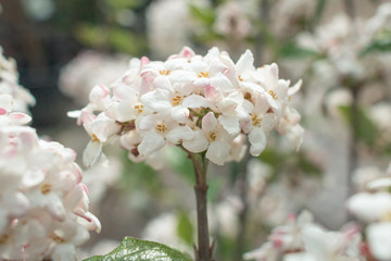 Obraz premium White Flowers