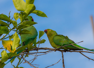Obraz premium green parrot 