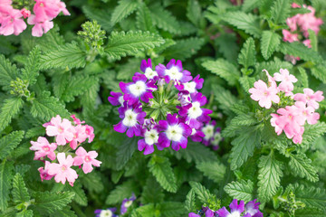 Annual Flowers