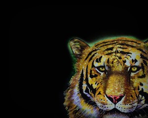 What kinds of   panthera tigris    animals are thinking? 