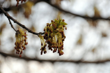spring flowering maple trees against a blue sky