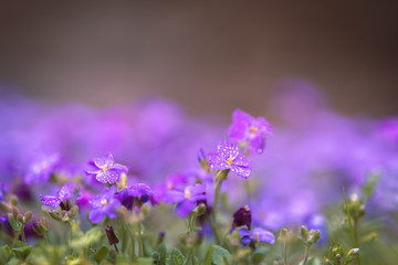 Fototapeta na wymiar small purple spring flowers
