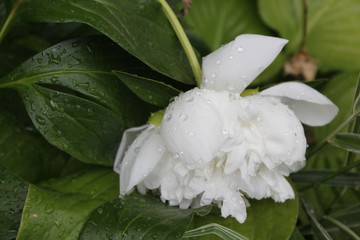 white rose with dew drops
