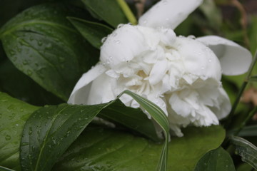 white rose with dew drops