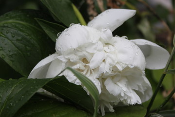 white rose with dew drops