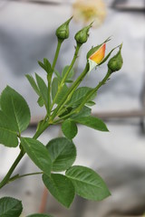 white rose bud
