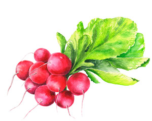 Watercolor hand drawn food illustration with a bunch of fresh radish against white background. Isolated summer objects. Menu decoration.