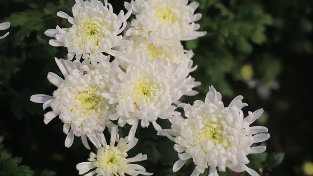 Bunch of blooming white chrysanthemum flower(Chandramallika in Bangla) with buds in a garden with green leaves on background. 