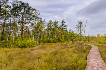 Sestroretsk swamp. Hiking trail in the swamp, Sestroretsk town, Leningrad oblast, Russia.