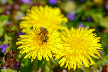 As spring came, so did the bees who began to collect honey.
