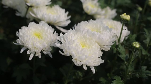 Bunch of blooming white chrysanthemum flower(Chandramallika in Bangla) with buds in a garden with green leaves on background. 