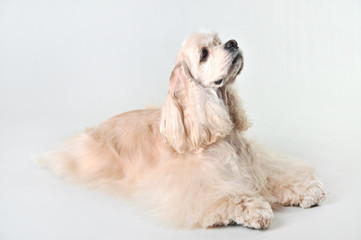 A fawn cocker spaniel lies on a white background