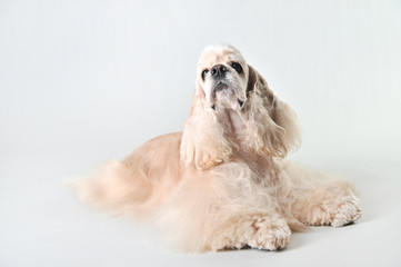 A fawn cocker spaniel lies on a white background