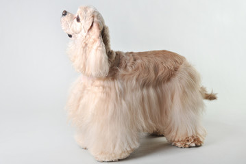 A fawn cocker spaniel stands on a white background