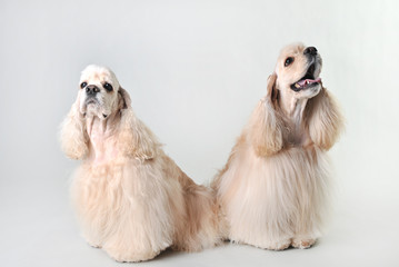 Two fawn cocker spaniels in a studio on a white background