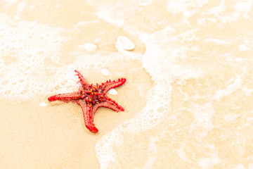 Fototapeta na wymiar Red starfish is on a beach sand close up. Starfish is in the sea waves. Sea concept. Background horizontal format. Space for text. Starfish is view from above