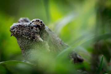 frog in the grass
