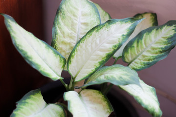 Planta en casa 
