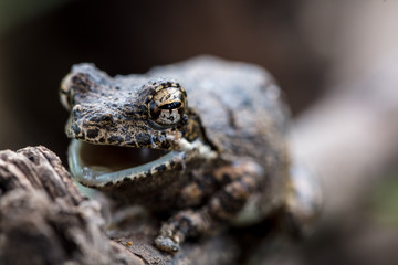 frog on a branch o rlog
