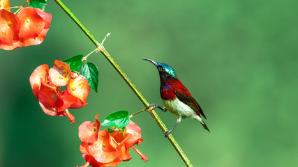 Crimson Backed Sunbird