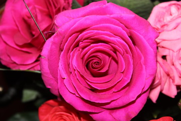 pink rose close up