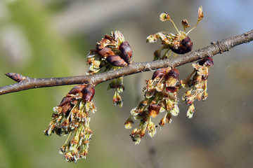 Ulmus minor inflorescence
