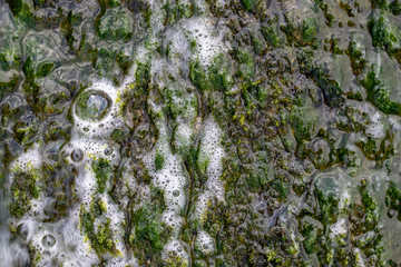 Green abstract texture with bubbles and foam. Water surface texture with algae, closeup