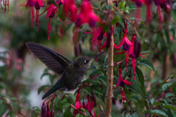 chilean hummingbird and endemic chilean flower	(chilco)
