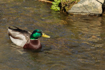 Swimming duck on a river. Anas platyrhynchos
