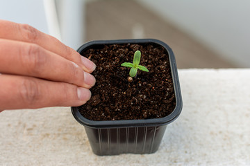 A woman checks soil moisture and watering of a small plant. Seedling growing in a plastic pot, white background. Farming and organic food concept.