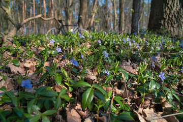 Frühlingblumen