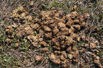 Horse excrement on soil