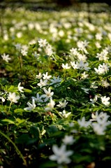 coseup forest covered with anemone flowers. many white wild forest flowers grow in spring. rare flowers rare flowers in the evening sun, floral background