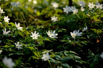 coseup forest covered with anemone flowers. many white wild forest flowers grow in spring. rare flowers rare flowers in the evening sun, floral background