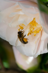 Bee collecting pollen from Camelia flower