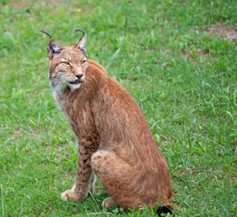 lynx sitting in the green grass