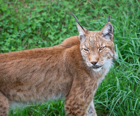 Naklejka premium lynx sitting in the green grass
