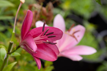 aisatic lily profile